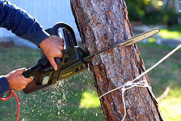 Best Lawn Dethatching  in USA